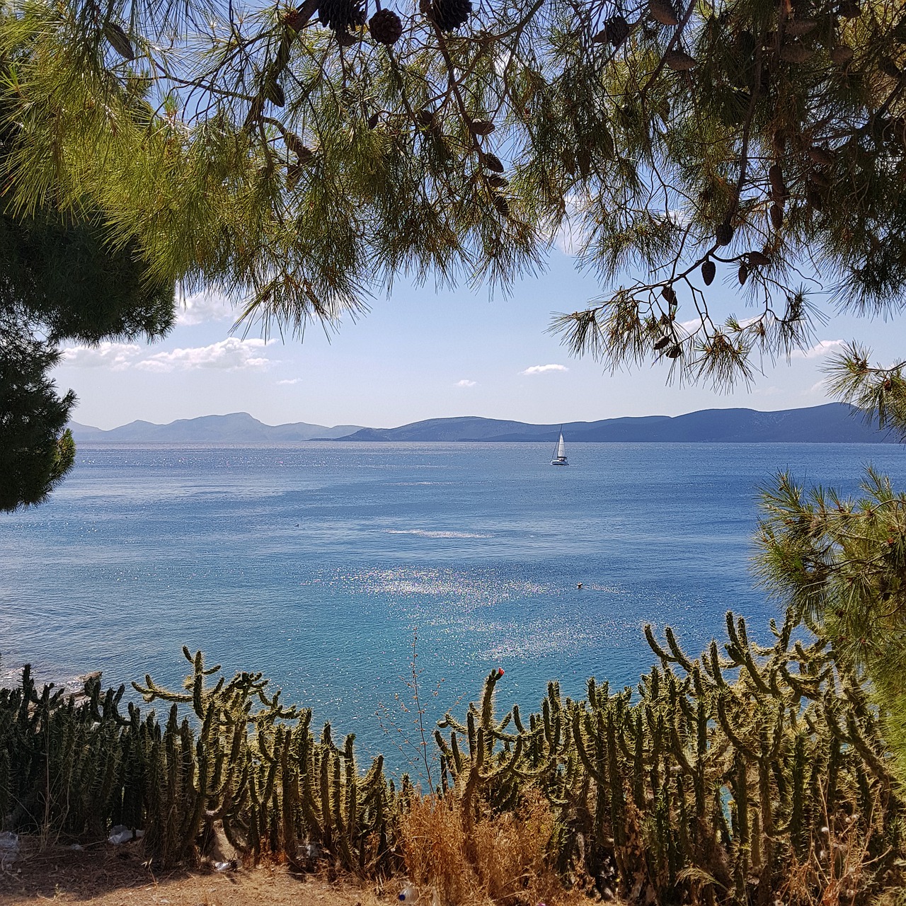 Hydra Foto di Olga Kharlamova da Pixabay