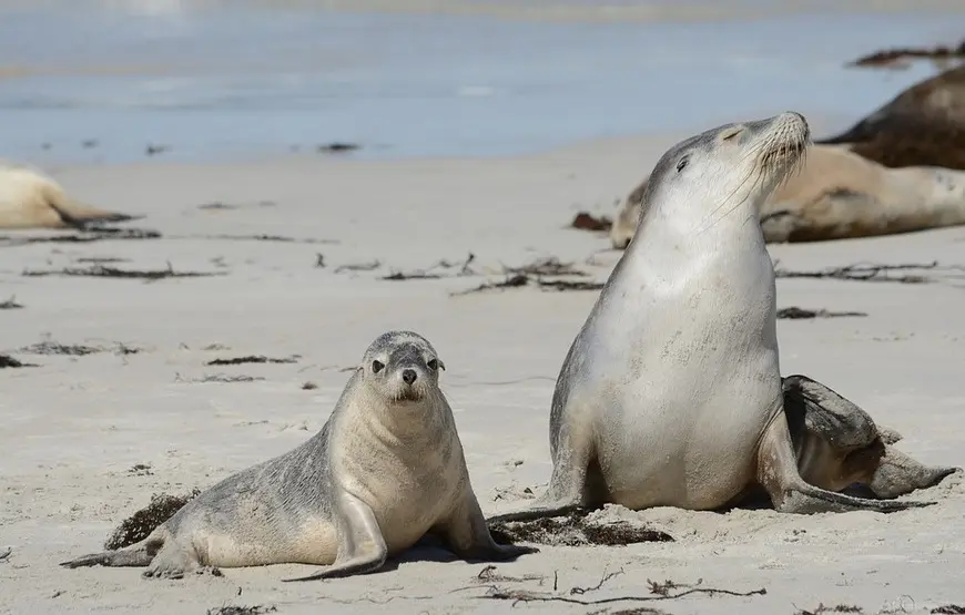 vacanza-a-alonissos-foche-monache