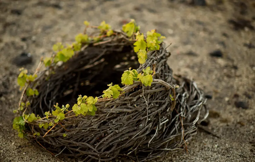 cestra-intrecciata-di-vite-con-foglioline-sul-bordo-alto