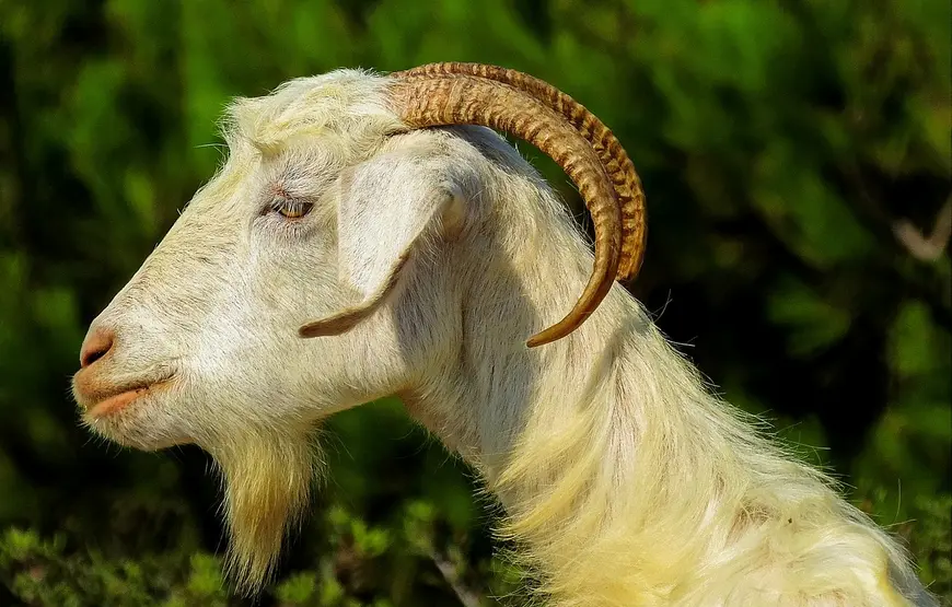 capretta-di-kimolos-di-profilo