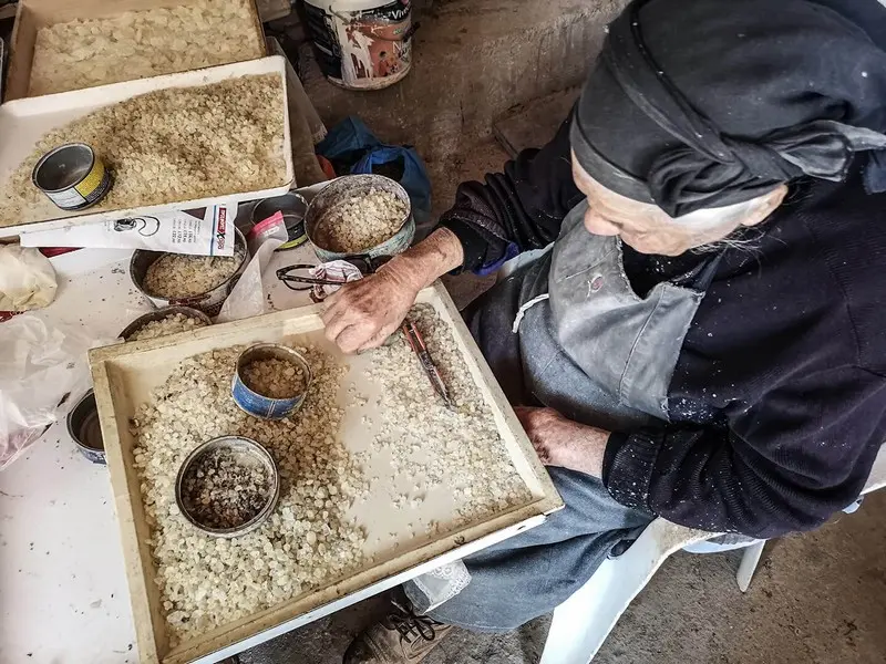 una-vecchia-signora-vestita-da-lavoro-e-con-un-fazzoletto-in-testa-siede-a-un-tavolo-dove-ci-sono-dei-setacci-in-cui-smista-la-masticha-di-chios