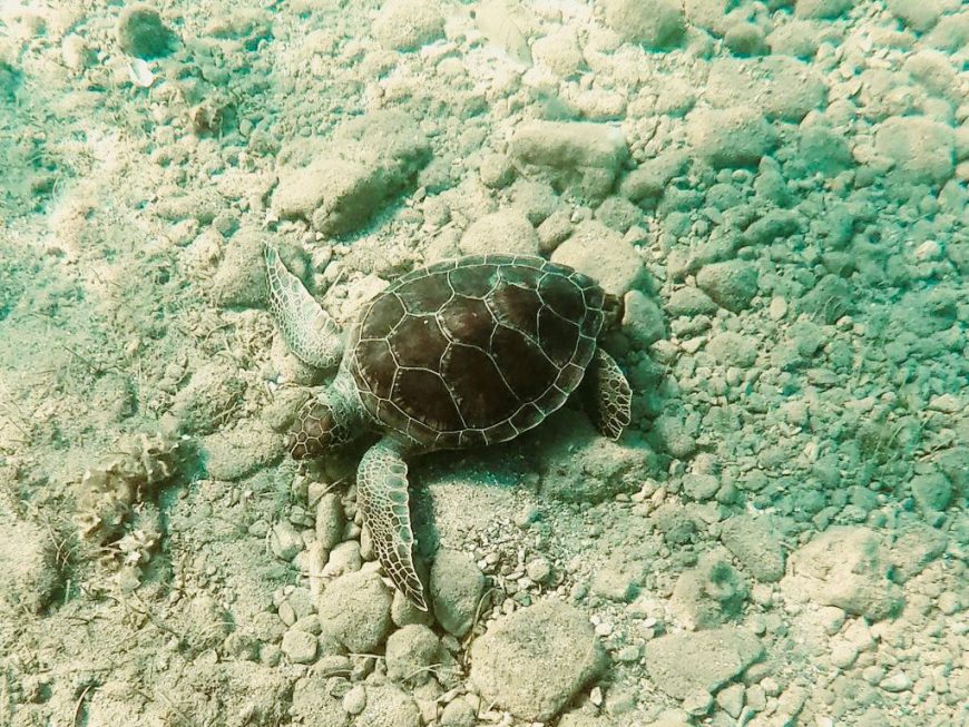 una-tartaruga-marina-sul-fondale-dove-si-trova-la-villa-dei-dolia-a-epidauro-archeologia-sommersa