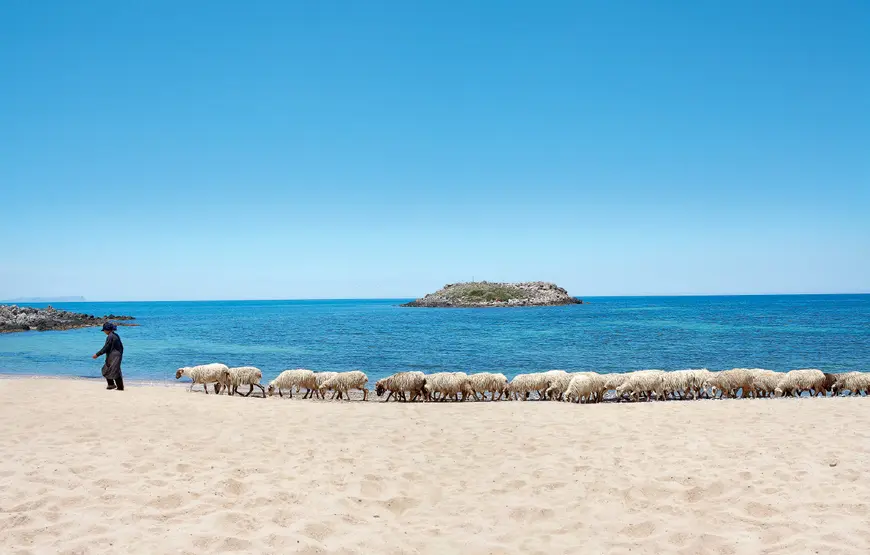 mare-turchese-sabbia-bianca-in-mezzo-passa-un-gregge-di-pecore-con-un-pastore-davanti-in-mezzo-al-mare-un-isoletta