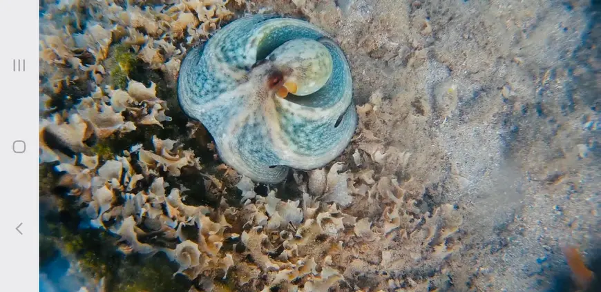 un-polpo-sul-fondale-di-una-villa-romana-a-epidauro-ha-un-colore-celeste-e-la-forma-di-una-chioccia