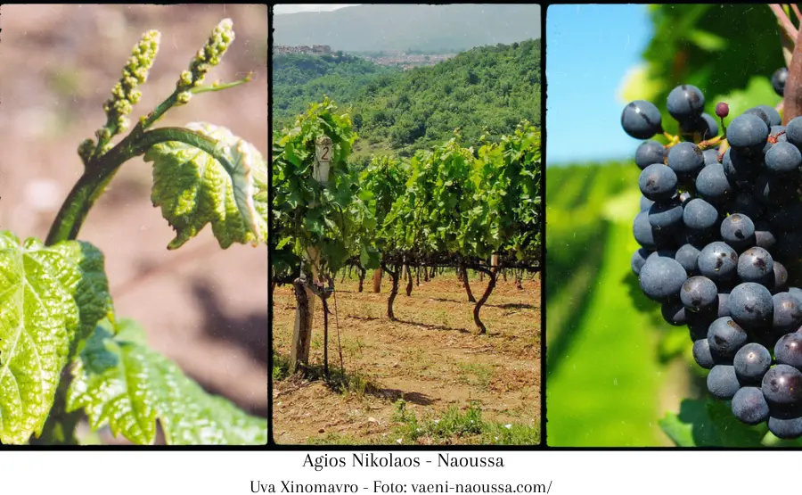 tre-foto-delle-uve-di-xinomavro-a-naoussa-agios-nikolaos-con-vite-uva-e-piantina