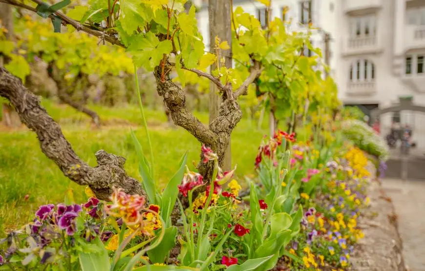 in-primo-piano-la-vite-in-mezzo-adei-fiori-della-vigna-di-salonicco