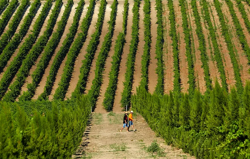 filari-verticali-di-vite-creano-un-quadro-tra-strisce-verdi-e-marroni-due-persone-stanno-camminando-su-un-filare-in-primo-piano-mentre-gli-altri-filari-si-allungano-sulla-collina