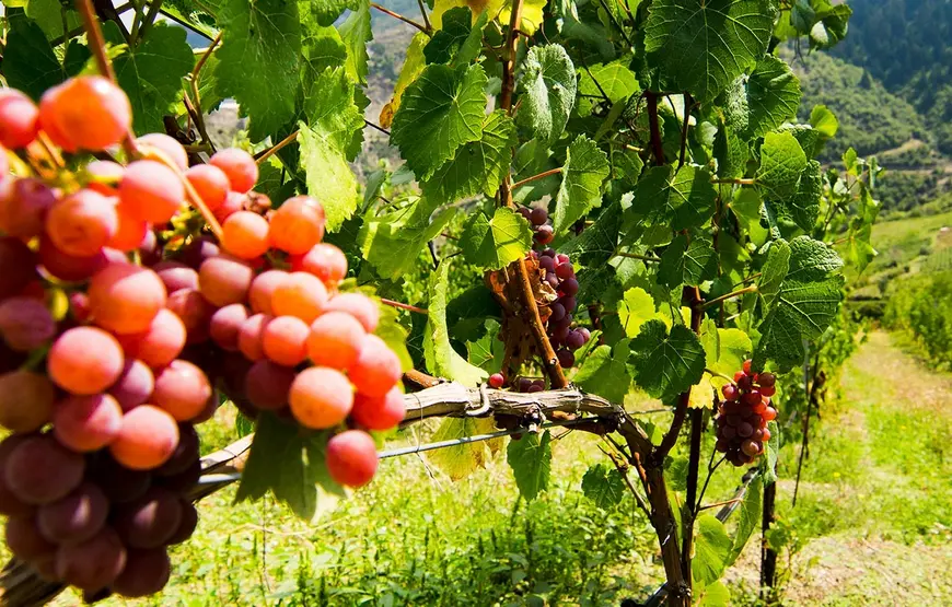 uva-rossa-su-un-filare-di-vite-color-verde-brillante-in-grecia