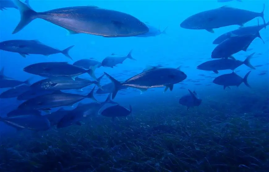 un-branco-di-pesci-nelle-acque-azzurre-di-sithonia-calcidica