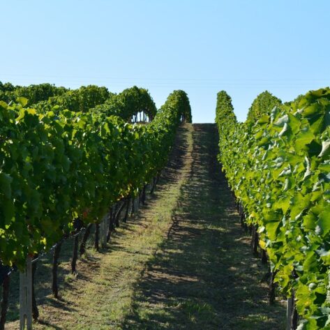 Tradizione vitivinicola di Nemea Tour Grecia Classica