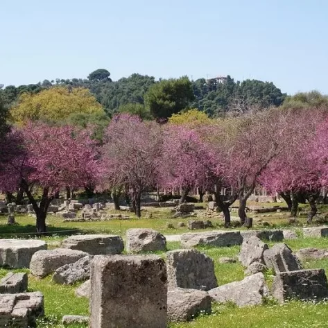 scavi-di-olympia-con-alberi-di-pesco-fioriti-alle-spalle