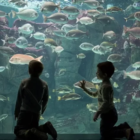 due-bambini-in-ginocchio-davanti-a-una-vetrata-acquario-con-i-pesci-che-nuotano