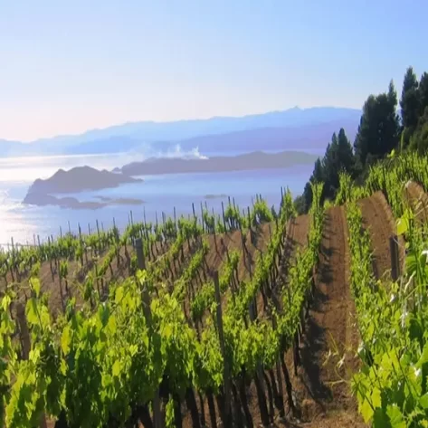vigneto-su-un-pendio-in-fondo-un-paesaggio-di-mare-grecia