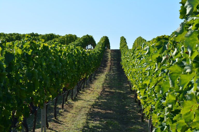 Tradizione vitivinicola di Nemea Tour Grecia Classica